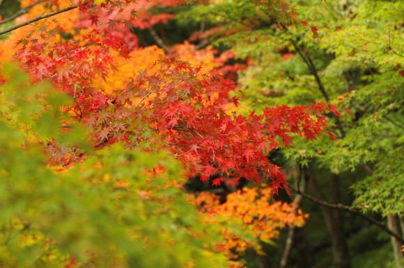 色づき始めた紅葉