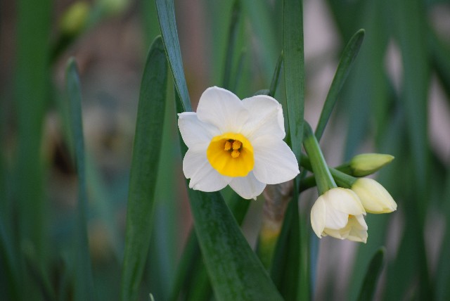 水仙の花言葉と由来 ギリシャ神話とナルキッソスの話 くらしの豆知識