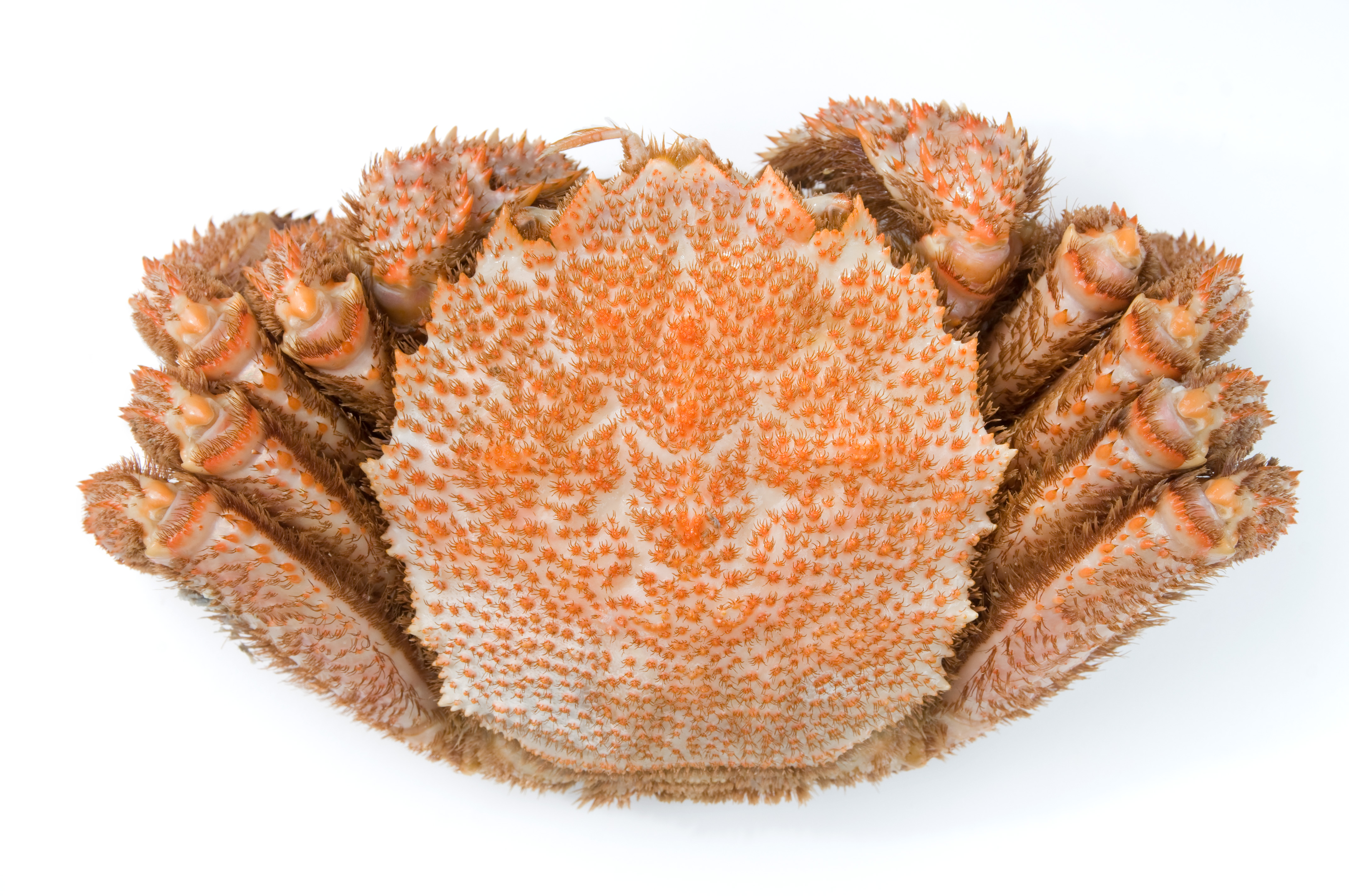 毛ガニの茹で方やさばき方 下処理の方法は くらしの豆知識 毛ガニの茹で方やさばき方 下処理の方法は くらしの豆知識