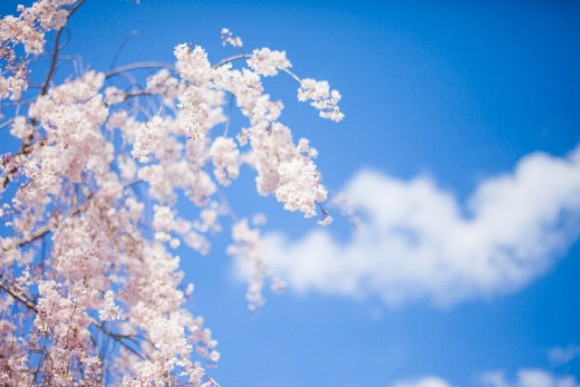 青空と桜