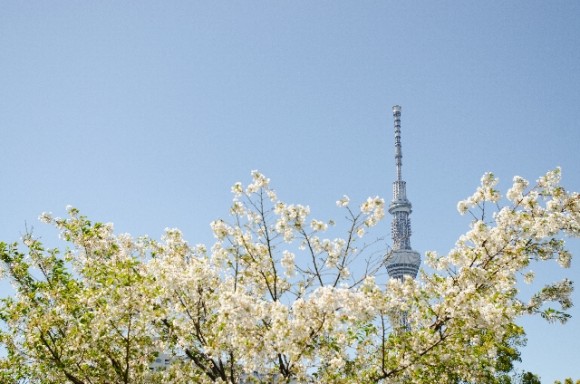 東京スカイツリーと桜