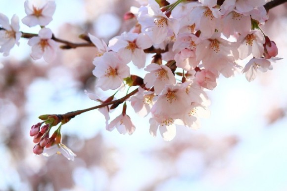 桜