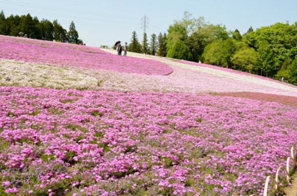 羊山公園の芝桜