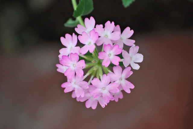 サクラソウの花言葉の由来や意味は ピンク 白 赤の色による違い くらしの豆知識