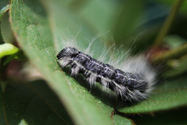 チャドクガの虫さされには何科へ行きどんな薬で治療する 市販薬は くらしの豆知識