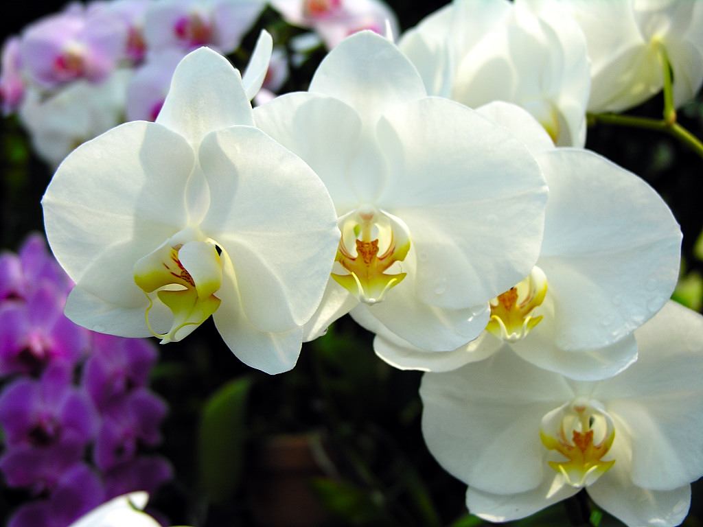 蘭の花言葉の意味は カトレアや胡蝶蘭 ピンクや白色は くらしの豆知識