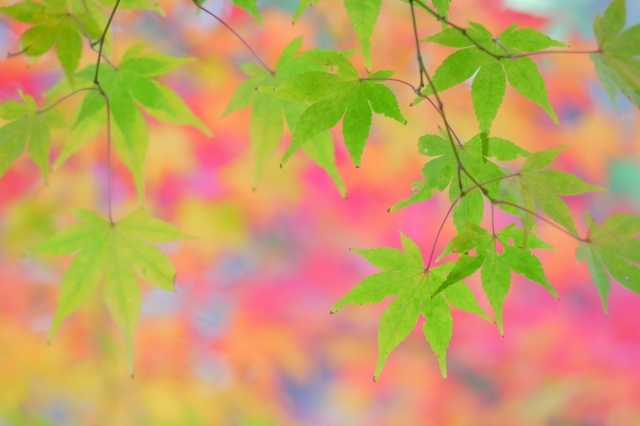 11月の上旬 下旬の時候の挨拶 季節の挨拶は ビジネスや招待状では くらしの豆知識