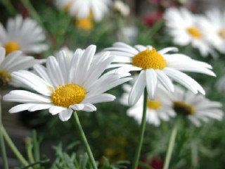 マーガレットの花言葉や由来は 白やピンク 黄色やオレンジ色では くらしの豆知識