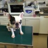 診療台の上に乗る犬