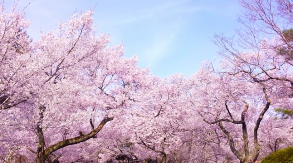 桜