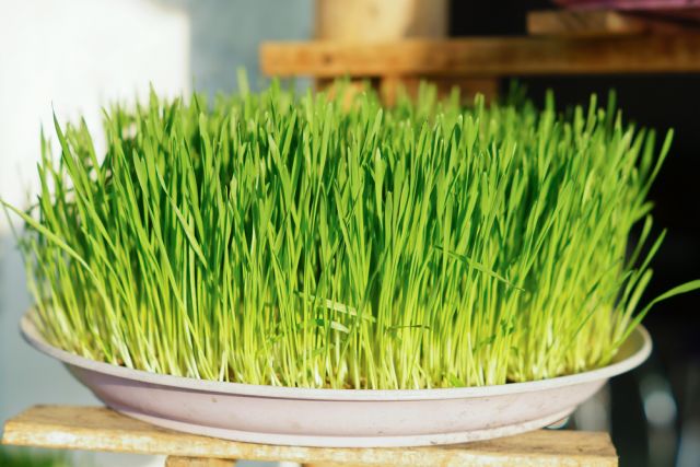 ウィートグラスパウダーの効果は 飲み方やどれくらいの量を飲むの くらしの豆知識