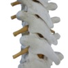 背骨（脊柱）胸椎