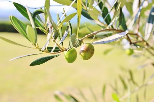 オリーブの育て方 鉢植えやプランターで 剪定は 害虫や病気対策は くらしの豆知識