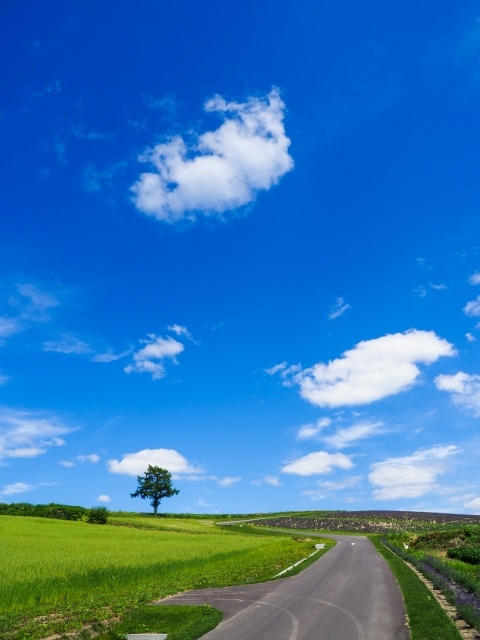 富良野の風景