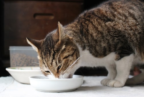 餌を食べる猫